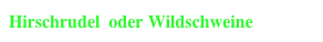 Hirschrudel  oder Wildschweine